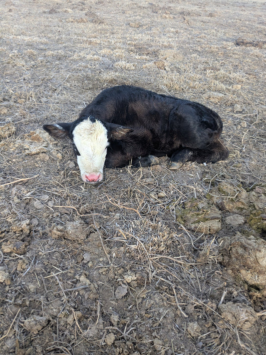 🖤Tis the season of LOVE.... And Calves🖤